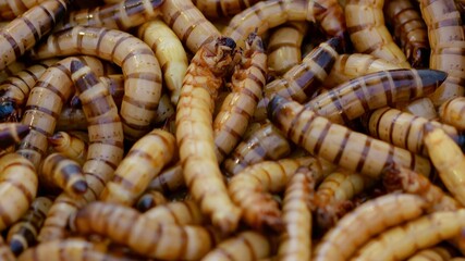 Close-Up of Worms or Bamboo Caterpillar or Omphisa Fuscidentalis Background, worms background 
