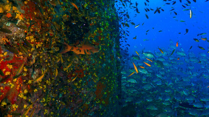 Underwater photography at the united states military shipwreck HTMS Prab Wreck. From a scuba dive in Thailand.