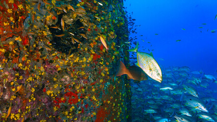 Underwater photography at the united states military shipwreck HTMS Prab Wreck. From a scuba dive in Thailand.
