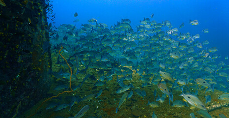 School of fish - Underwater photography at the united states military shipwreck HTMS Prab Wreck. From a scuba dive in Thailand.