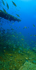School of fish - Underwater photography at the united states military shipwreck HTMS Prab Wreck. From a scuba dive in Thailand.