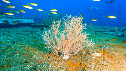 Underwater photography at the united states military shipwreck HTMS Prab Wreck. From a scuba dive in Thailand.