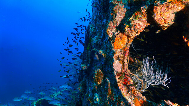 Underwater photography at the united states military shipwreck HTMS Prab Wreck. From a scuba dive in Thailand.