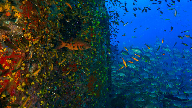 Underwater photography at the united states military shipwreck HTMS Prab Wreck. From a scuba dive in Thailand.