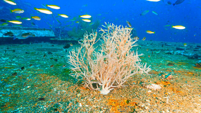 Underwater photography at the united states military shipwreck HTMS Prab Wreck. From a scuba dive in Thailand.