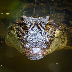Obraz premium Crocodile in Water.