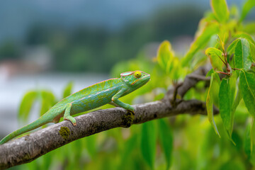 Fototapeta premium A vibrant green chameleon with striking yellow eyes clings to a tree branch surrounded by lush green leaves, blending naturally into its forest environment