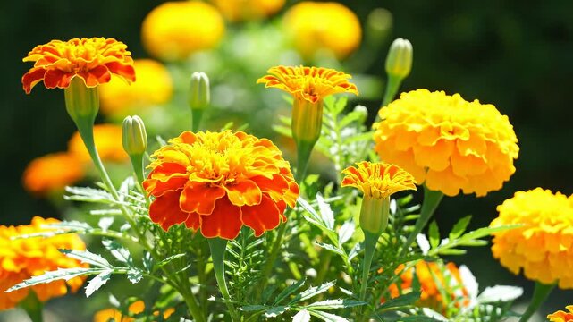 Close up of marigold flowers blooming in vibrant sunlight