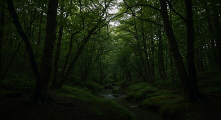 Dense forest scene tall trees and lush greenery under a bright sky