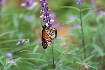 butterfly on flower