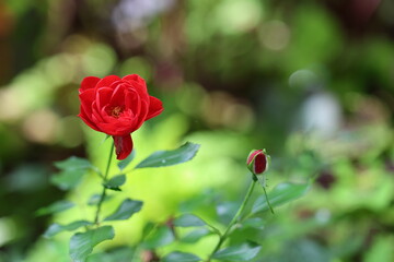 red rose in garden