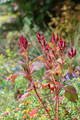 red and yellow flowers