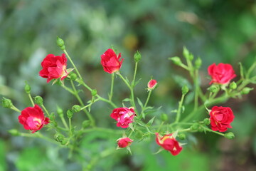 red poppies in the field