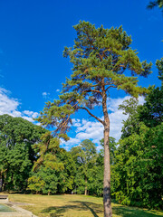 Tall pine tree in green park against blue sky with scattered clouds