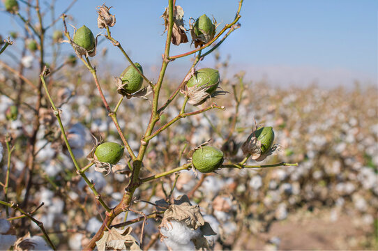 Plantas de algodon en un campo del valle de MEXICALI en Baja California MEXICO, en un dia soleado, con cielo azul.