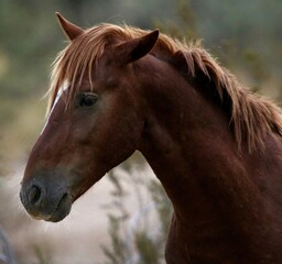 Obraz premium Portrait of a Wild Horse 