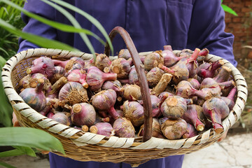 Fresh Garlic Harvest in Wicker Basket - Shandong Farmhouse Agriculture China