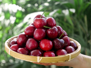 Fresh Red Cherries in Bamboo Basket - Shandong China Domestic Fruit Harvest