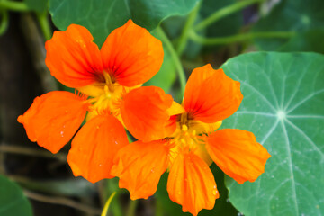 orange hibiscus flower