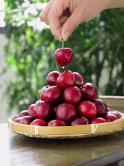 Fresh Shandong Cherries in Basket - Hand Picking Ripe Red Fruit with Water Drops