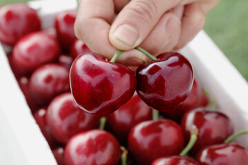 Fresh Red Cherries from Shandong China - Hand Holding Ripe Domestic Fruit with Green Stems