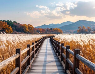 Obraz premium 억새밭과 가을 단풍을 품은 나무 산책로 Wooden Pathway Through Silver Grass Field with Autumn Foliage