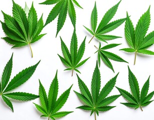 Marijuana leaves on white background