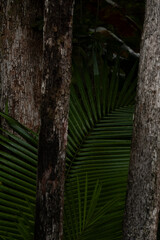 Tropical Harmony Itacaré Bahia Vibrant nature in Itacare Bahia. The meeting of blue sea, golden sand and lush Atlantic forest. A tropical retreat where every detail reveals calm, energy and authentic 
