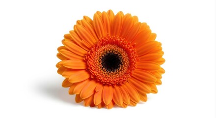 Cheerful Gerbera Daisy: Freshly Cut Orange Bloom Isolated on White