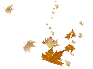 Fototapeta na wymiar leaf leaves autumn falling - 3d rendering