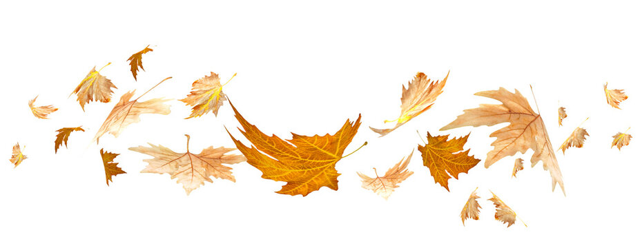 leaf leaves line autumn falling  for background - 3d rendering