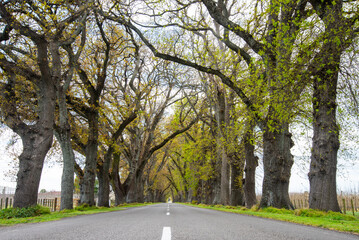 Ormond Road Oaks in springtime. Hastings New Zealand