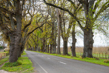 Ormond Road Oaks in springtime. Hastings New Zealand
