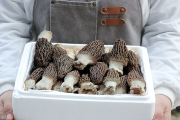 Chef Displaying Fresh Morel Mushrooms in Wooden Box for Gourmet Cooking