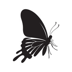 butterfly on white background