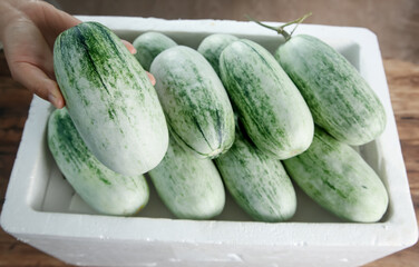 Fresh Honey Melons from Shandong Garden - Organic White Green Striped Fruit in Container