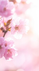 Fototapeta premium Close Up of Delicate Pink Cherry Blossoms in Sunlight with Soft Focus and Bokeh Background for Springtime Aesthetic