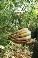 Fresh Bamboo Shoots in Wicker Basket - Natural Forest Harvest