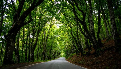 Road through a lush green forest
