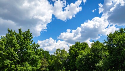 Obraz premium Lush trees meet a vibrant sky