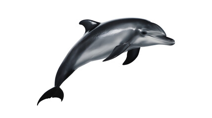 Obraz premium Magnificent dolphin leaping gracefully in open ocean waters