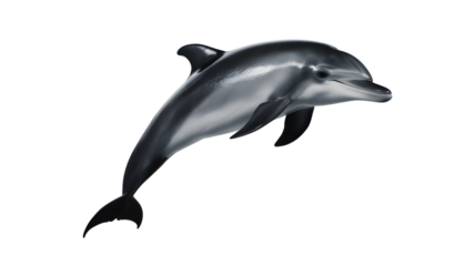 Magnificent dolphin leaping gracefully in open ocean waters