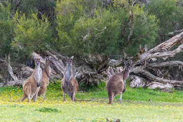 Western grey Kangaroo (Macropus fulinginosus) grazing in the early morning, Perth, Western Australia © Reto Ammann