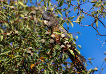 Beautiful female forest red tailed black cockatoo (calyptorhynchus banksii nosa) eating honkey nuts in a Marri tree around the Swan Valley, Perth, Western Australia