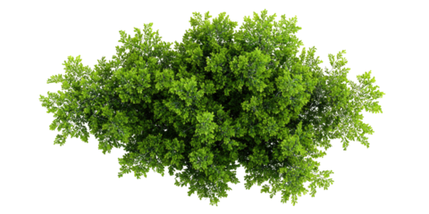 Overhead view of a lush green tree canopy