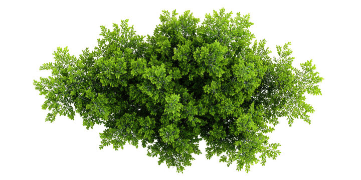 Overhead view of a lush green tree canopy