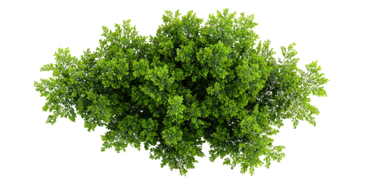 Overhead view of a lush green tree canopy