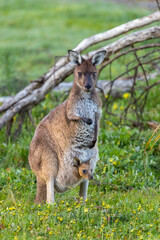 Western grey Kangaroo (Macropus fulinginosus) with cute joey baby in her pouch , Perth, Western Australia