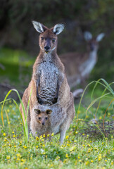 Western grey Kangaroo (Macropus fulinginosus) with cute joey baby in her pouch , Perth, Western Australia