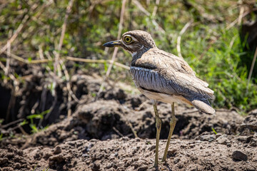 Closeup of a Southern African Water Thick-knee standing  on a bank of the Chobe River in Botswana